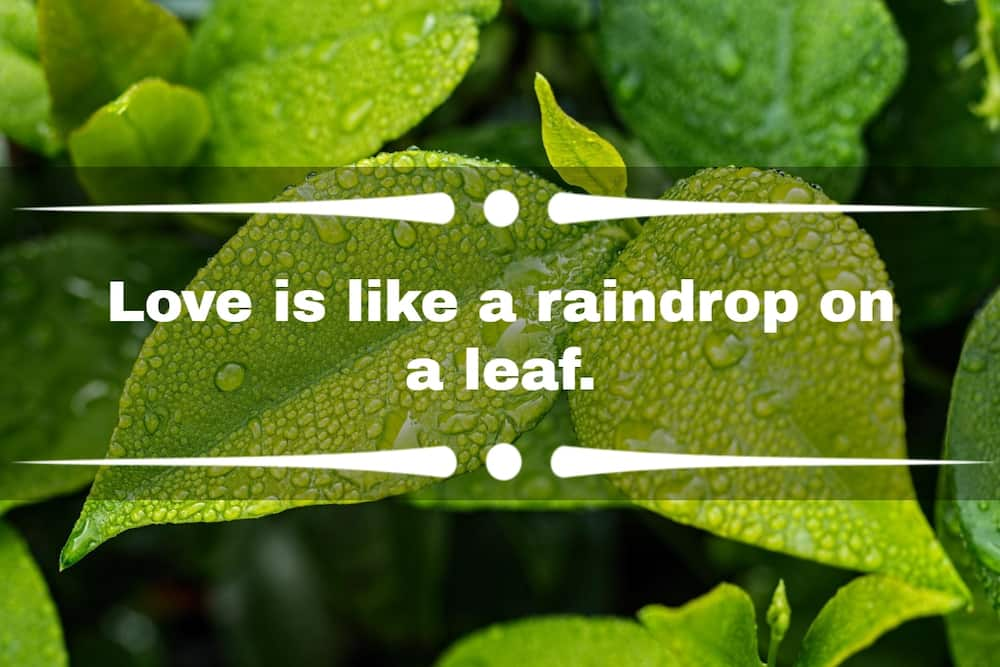 70+ cute rainy day quotes for people who enjoy a little drizzle