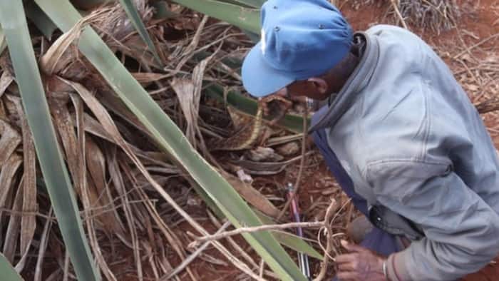 Marsabit Man Claims to Tame Snakes Using His Saliva, Says It's Family Traditionn