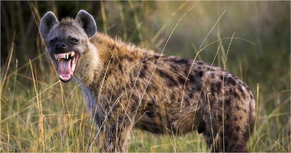 17-year-old Laikipia boy mauled to death by hyena as parents watch helplesly