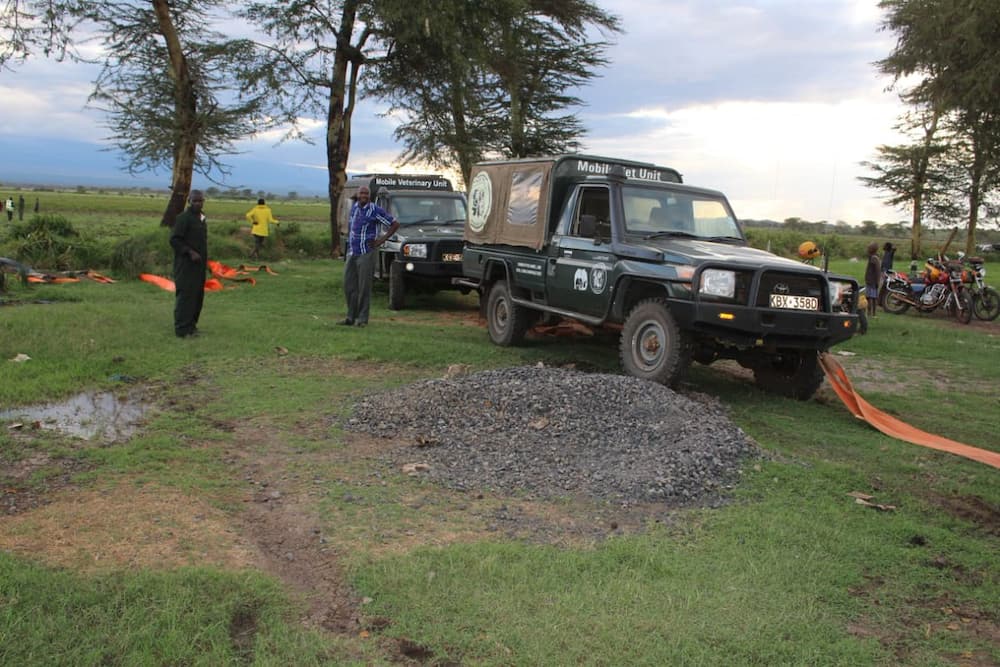 Land cruisers, tractor deployed to rescue Kenya’s largest elephant stuck in mud for hours