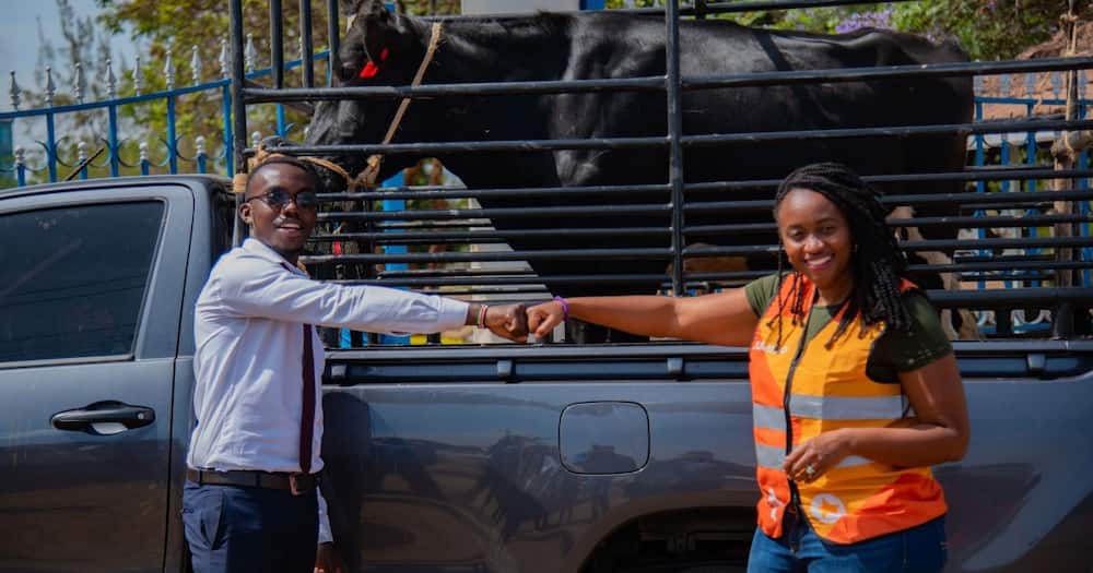 Jumia Ultimate Black Friday: KSh 100 cows are back in best Christmas discounts