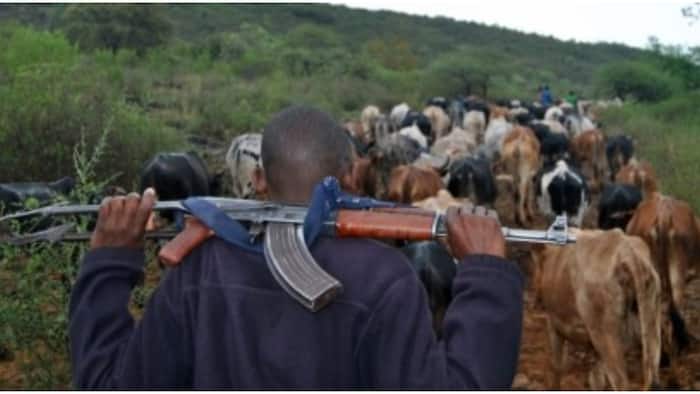 Cattle Rustling Now a Deadly Organised Crime that Must Be Tamed at All Costs