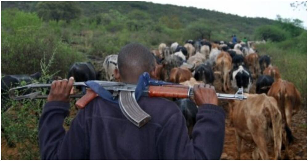 Cattle Rustlers