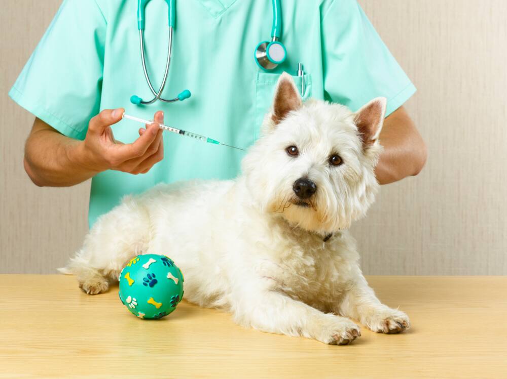 List of veterinary courses offered in universities and colleges in Kenya - List of veterinary courses offered in universities and colleges in Kenya -