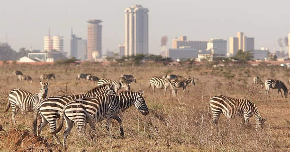 Zebras at Nairobi National Park.
