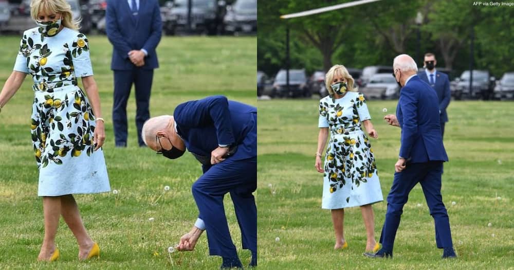 Mr Romantic: Joe Biden picks flower from ground for wife before boarding plane