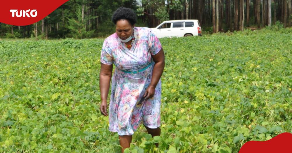 Maryanne Wanyonyi is a beans farmer in Trans Nzoia county