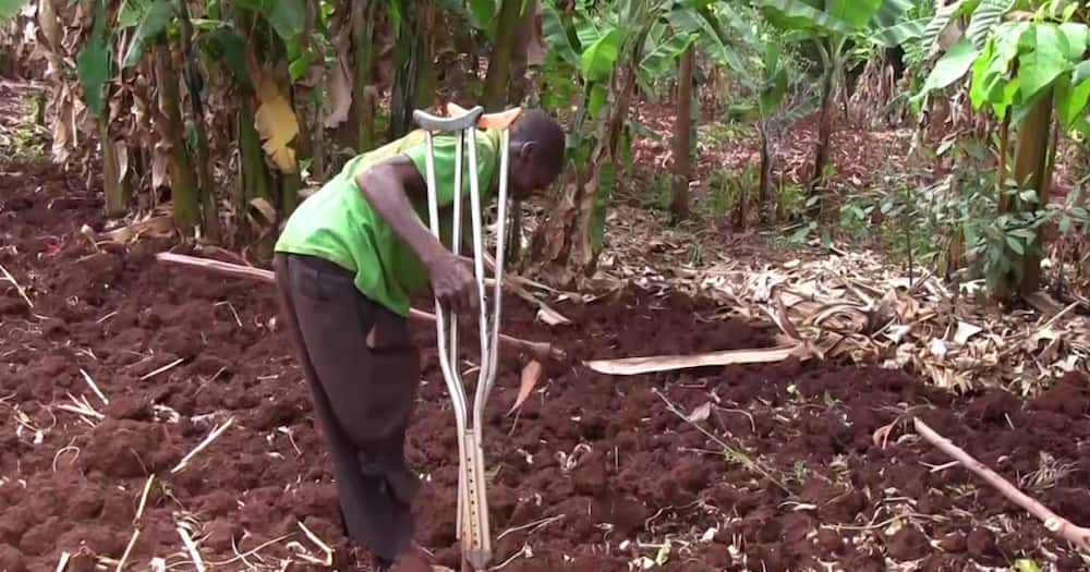 Murang'a: Man Living with Disability Begins Working in Farms to Raise KSh 300k for Artificial Legs