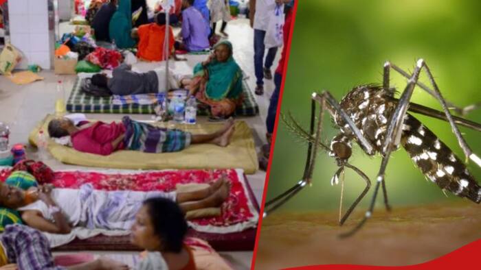 All You Need to Know About Deadly Dengue Fever that Has Killed Hundreds of People in Sudan