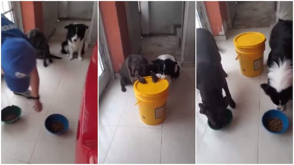 Adorable video shows 2 dogs 'praying' before rushing to eat their food