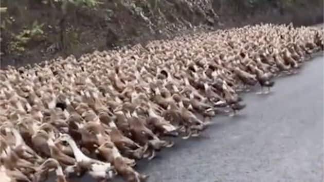 China deploys army of 100k ducks to fight locust invasion