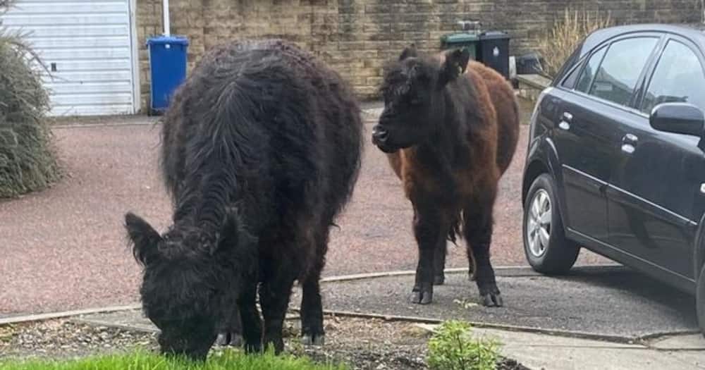Woman Says She Reported Late to Work Because Cows Had Invaded Her Garden