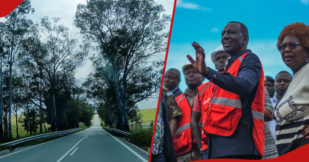 Kenya Forest Service intends to cut down all eucalyptus trees along Nakuru-Eldoret Highway.
