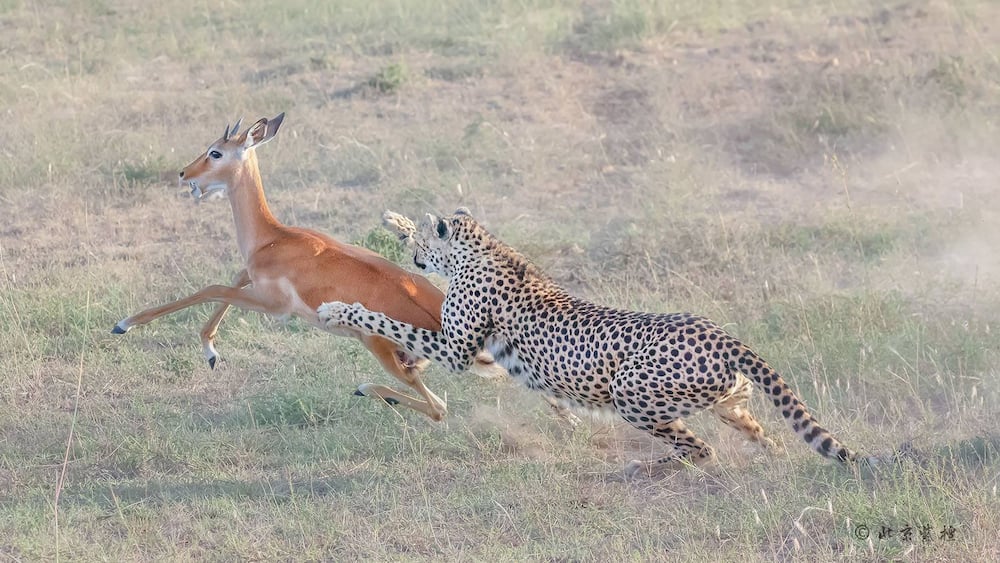 Tourists on Kenya safari captures exciting photos of cheetah bringing down a gazelle