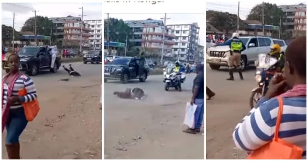 Scare as William Ruto's Bodyguard Falls from Speeding Vehicle after Rongai Campaigns