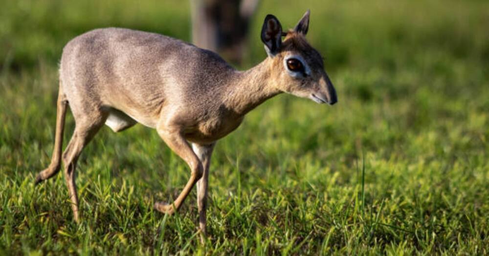 A Kajiado hunter found with a dik-dik (pictured) carcass at home has been handed a KSh 100,000 bond. Photo: Getty Images.