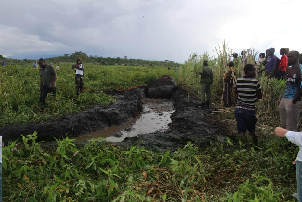 Land cruisers, tractor deployed to rescue Kenya’s largest elephant stuck in mud for hours