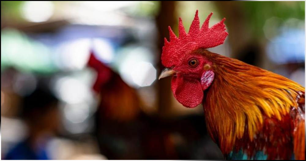 A family in India mourned the death of their rooster.