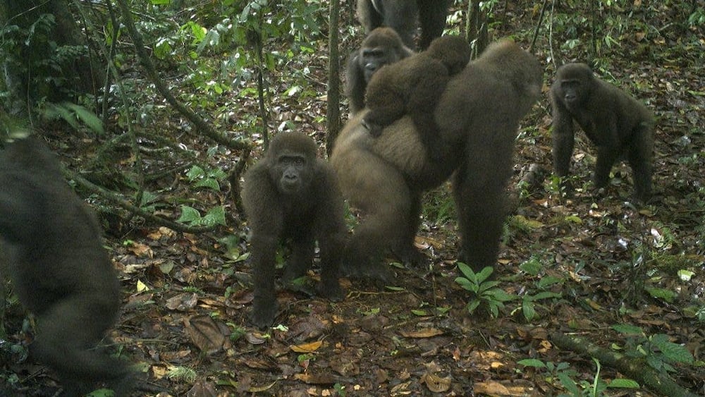 Rare gorillas thought to be dead years ago are found with babies in Nigeria