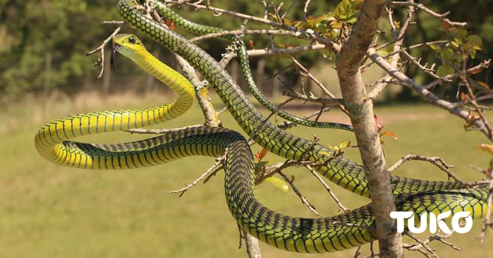 Nyoka wamshambulia pasta hadharani akikemea mapepo