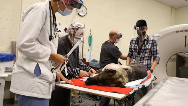 Brave police dog receives standing ovation, welcomed like a hero after he was shot on duty