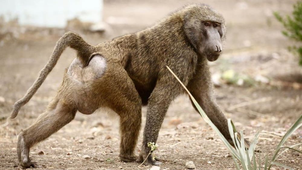 Baboon being transported to hospital for vasectomy escapes with female companions