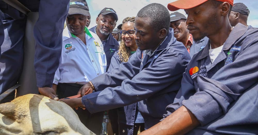 KCB Foundation has launched a livestock tracking system to help farmers in Taita-Taveta fetch higher market value for their animals.