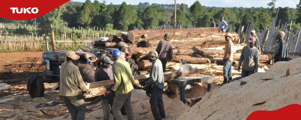 Logging ban
