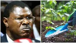 Moses Wetang'ula on Receiving End for Complaining about High Cost of Fertiliser: "Lala ni Holiday"