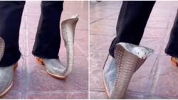 Video captures person flexing cobra-designed shoe, netizens drop rib-cracking reactions: “This made me laugh loud”