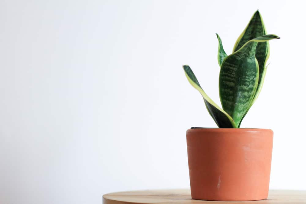 Pros and Cons of Snake Plants – Nearly Natural