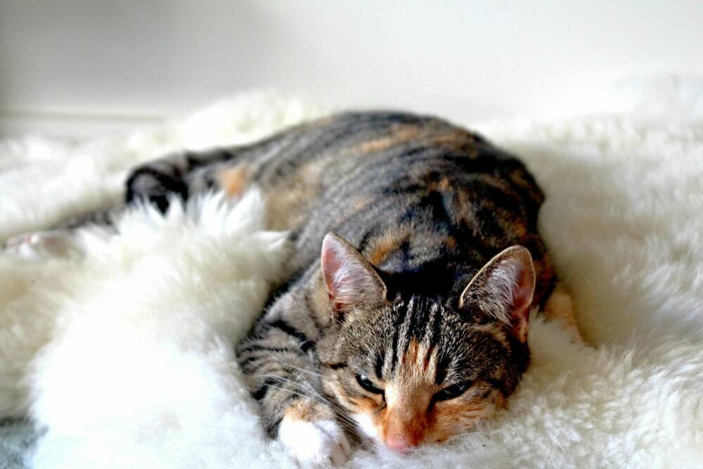 A tabby cat is lying on the carpet