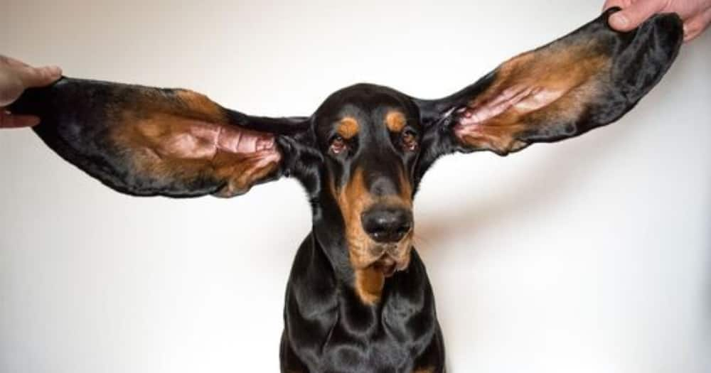 Lou is the world's dog with the longest ears. Photo: Guinness World Records.