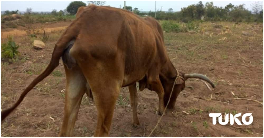 A cow feeding on bare land