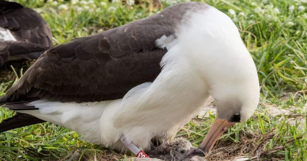 Wisdom: World oldest known bird hatches another chick at age of 70