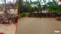 Photos: Migori Residents Plant Bananas to Barricade Awendo-Kisii Road on Day 2 of Maandamano
