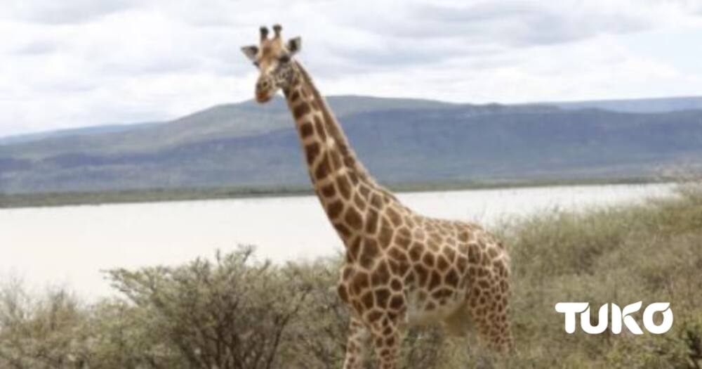 Giraffes stranded in Lake Baringo island to be trained to use boats ahead of rescue mission