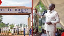 Not for sale: William Ruto Changes Tune on Privatisation of Nzoia Sugar Company
