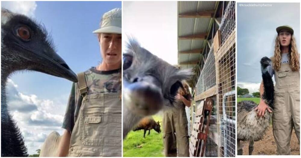 "Emmanuel!" Emu Goes Viral for Disrupting Lady, Hitting Camera as She Takes Tik Tok Videos.