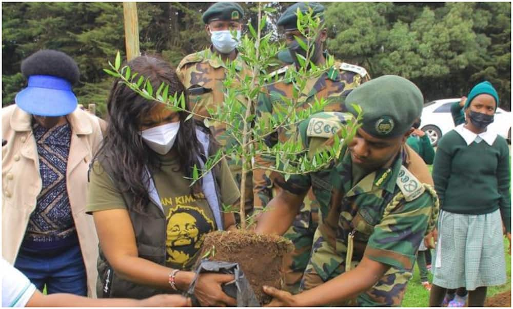 Tree planting