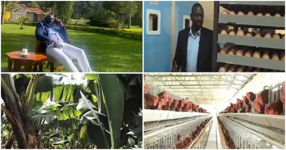 William Ruto farm.