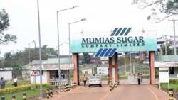 Mumias Sugar Reopening Dealt Blow as Court Orders Sarrai Group to Back off