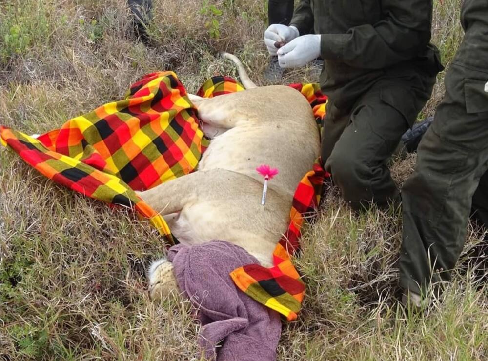 KWS angers Kenyans after administering contraceptives to lionesses at Lewa Conservancy