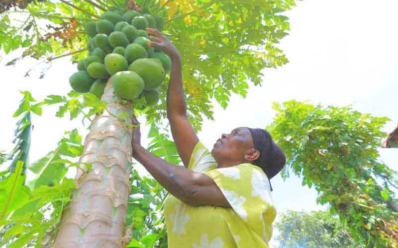 20 most profitable crops per acre to grow in Kenya in 2023