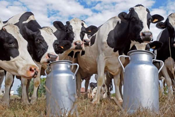 Ugandans furious with Kenya for imposing 16% VAT on their milk, threaten to retaliate