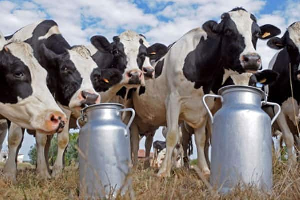 Kenya Dairy Board refutes claims draft Dairy regulations aim to create a monopoly