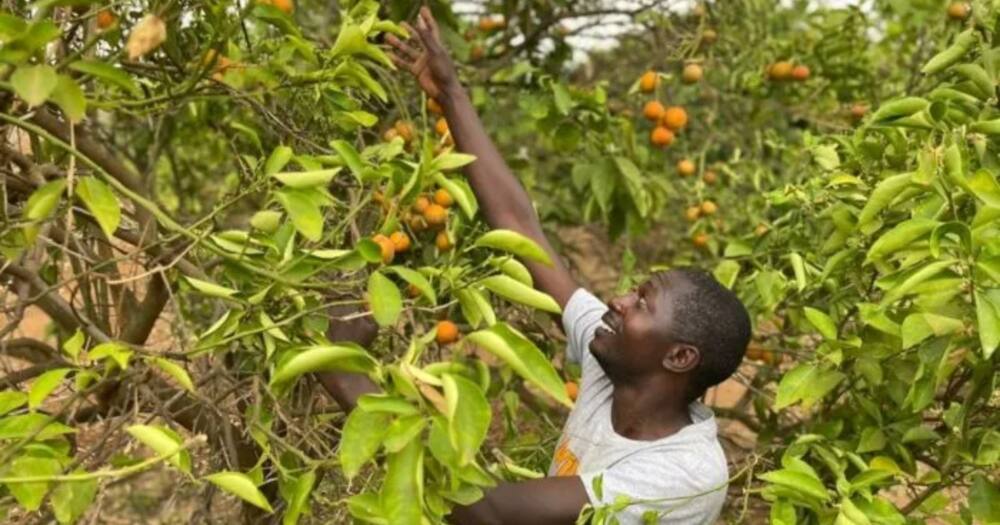 Amos Muange harvests oranges.
