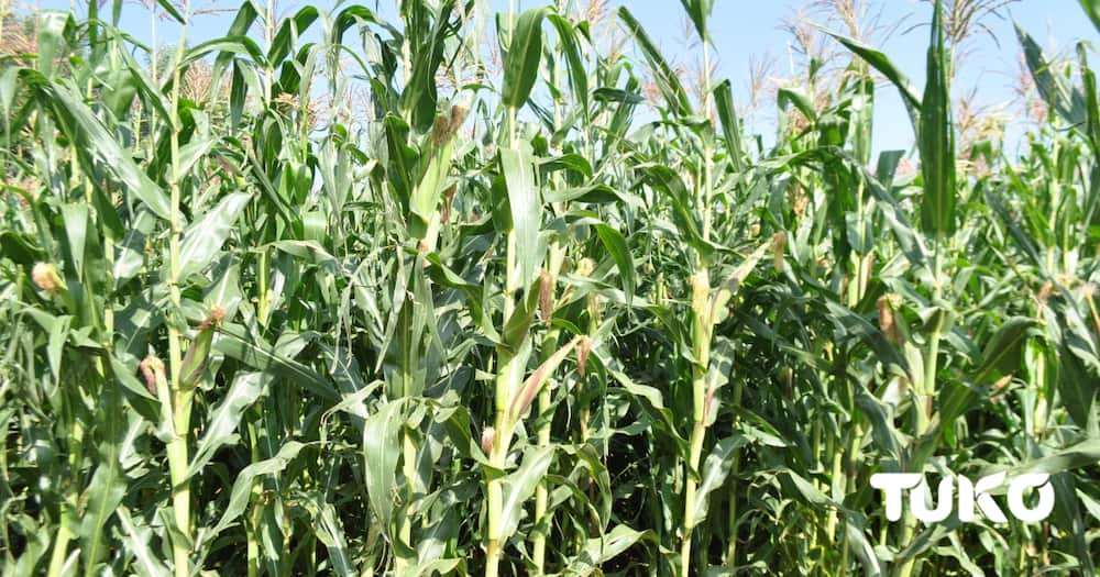 Maize plantation. Photo: Dennis Lubanga/Tuko.co.ke.