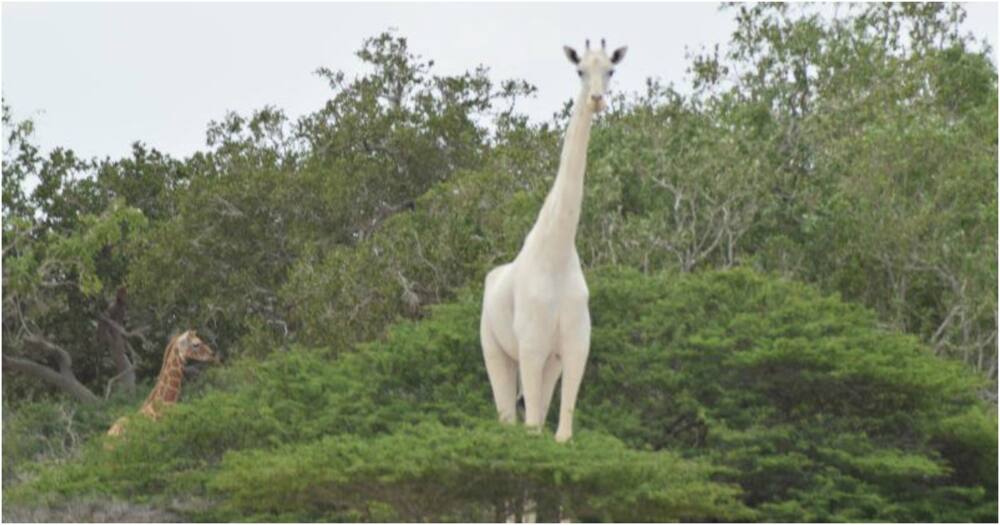 World's only known white giraffe fitted with collar to protect it from poachers