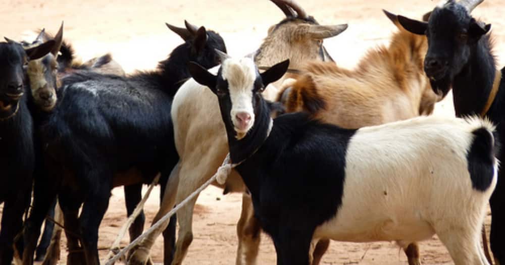 Kitui Senator Enock Wambua clashes with farmers over KSh 9.6M proceeds from goat auction